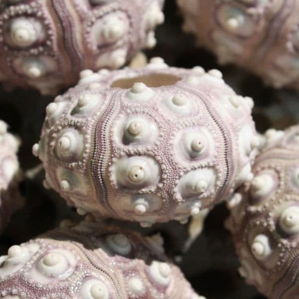 Sputnic Sea Urchin Shell | Sputnik Sea Urchin | Seashells | Beach shells