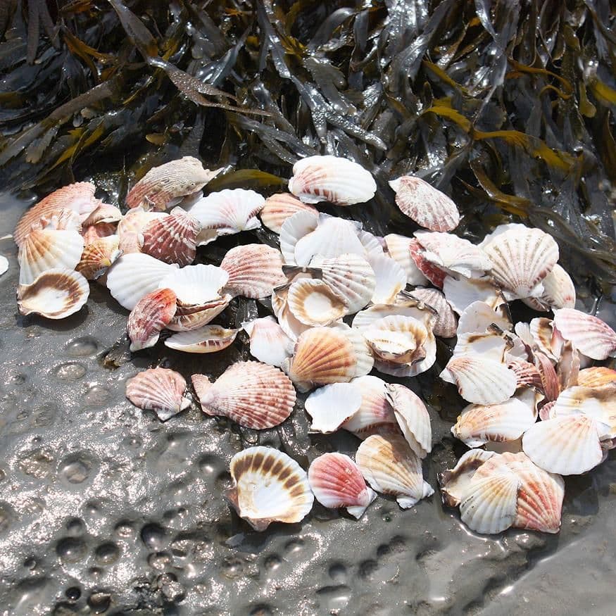 Shell Slops Strawberry Scallop Shell – Pack | Pectin Vex | Beach Shells