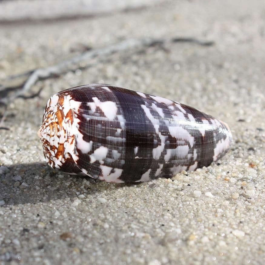 Striated Cone Shell | Conus Striatus