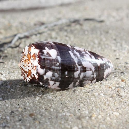Striated Cone Shell