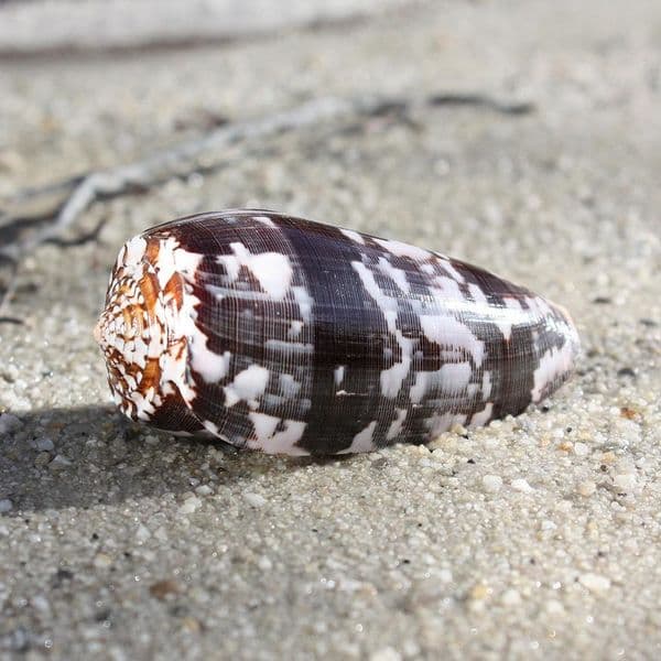 Striated Cone Shell | Conus Striatus