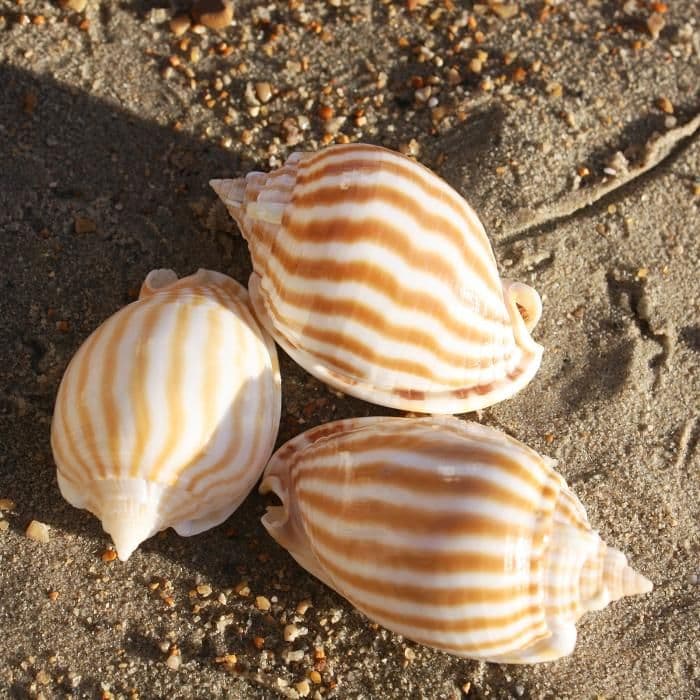 Striped Bonnet Shell | Phalium Strigatum | Beach Shells