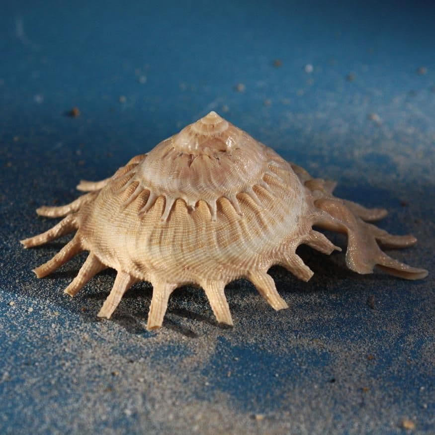 Sunburst Carrier Shell Stellaria Solaris Seashells