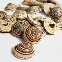 Sundial Shell | Beach Shells