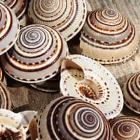 Sundial Shell | Beach Shells
