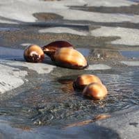 Talpa Cowrie Shell | Cyprea Talparia Talpa | Natural Seashell