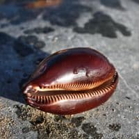 Talpa Cowrie Shell | Cyprea Talparia Talpa | Natural Seashell