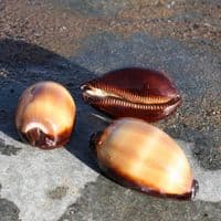 Talpa Cowrie Shell | Cyprea Talparia Talpa | Natural Seashell