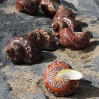 Tapestry Seashell | Turbo Petholatus | Beach Shells