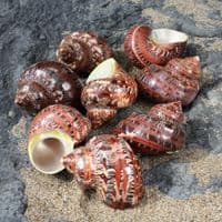 Tapestry Seashell | Turbo Petholatus | Beach Shells