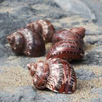 Tapestry Seashell | Turbo Petholatus | Beach Shells
