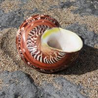 Tapestry Seashell | Turbo Petholatus | Beach Shells