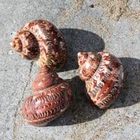 Tapestry Seashell | Turbo Petholatus | Beach Shells