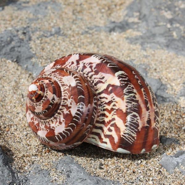 Tapestry Seashell | Turbo Petholatus | Beach Shells