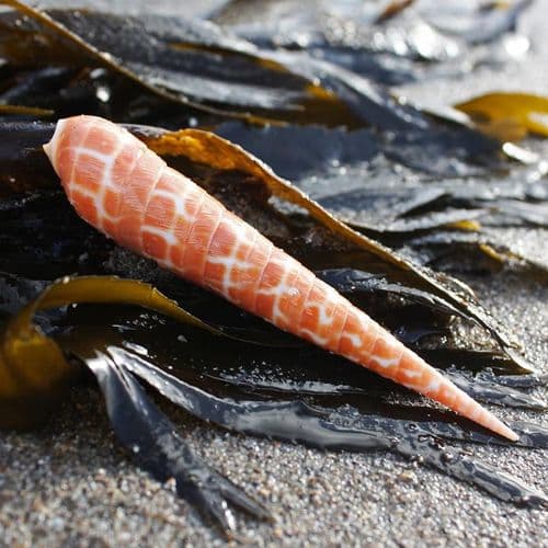 Terebra Areolata Auger Shell