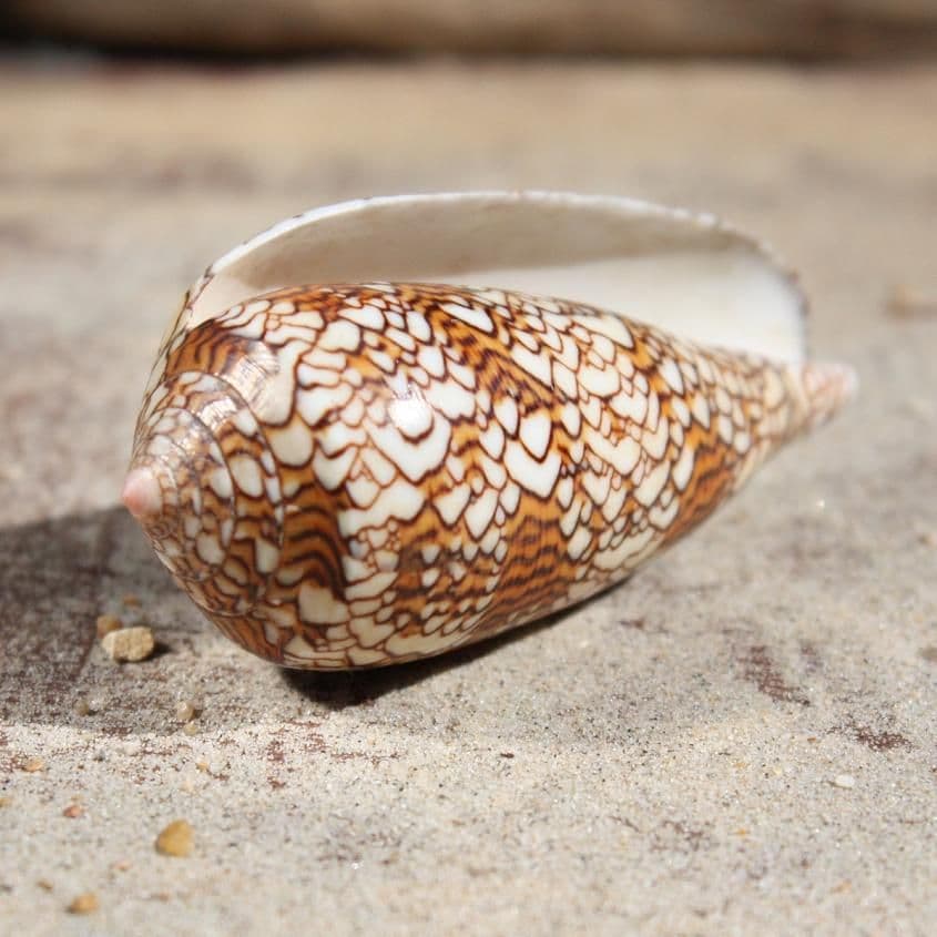 Textile Cone Shell | Conus Textile | Cloth of Gold Cone Shel