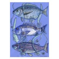 Three Blue Fish | A3 Print | Andrew Ruffhead