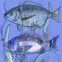 Three Blue Fish | A3 Print | Andrew Ruffhead