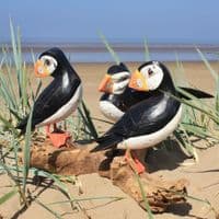 Three Puffins Bird Carving | Large Carved Wooden Birds