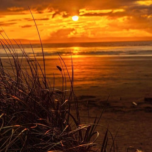 Through the Reeds - Photography Print