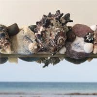 Tidal Coast Seashell Wall Mirror | Seashell Mirror