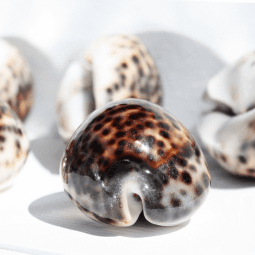 Tiger Cowrie Shell