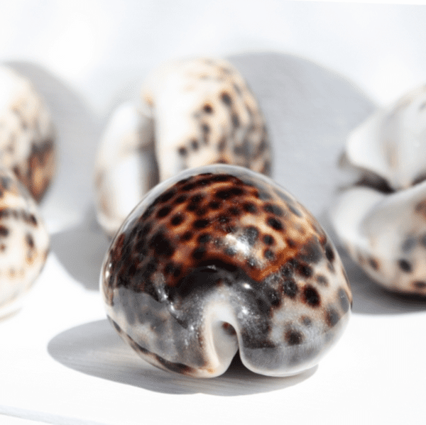 Tiger Cowrie Shell