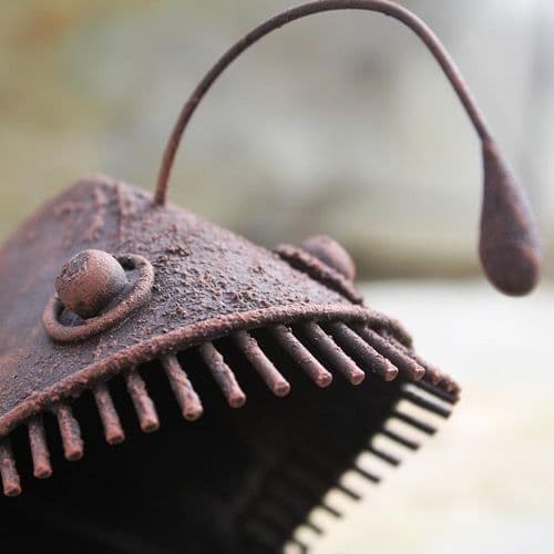 Tin Angler Fish