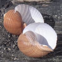 Tonna Shell | Tonna Galea | Natural Seashell