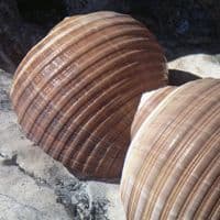 Tonna Shell | Tonna Galea | Natural Seashell