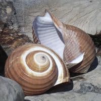 Tonna Shell | Tonna Galea | Natural Seashell