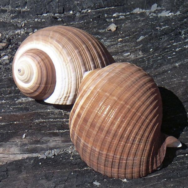 Tonna Shell | Tonna Galea | Natural Seashell