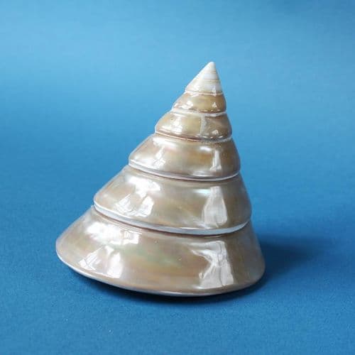 Buy Seashells UK |Polished Seashells | Mother of Pearl Shells | Sea ...