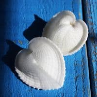 True Heart Cockle Shell | Carculum Cardissa | Beach Shells