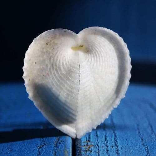 True Heart Cockle Shell