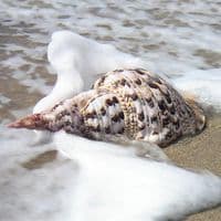 Trumpet Triton Shell | Charonia Trionis | Beach Shells