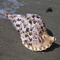 Trumpet Triton Shell | Charonia Trionis | Beach Shells