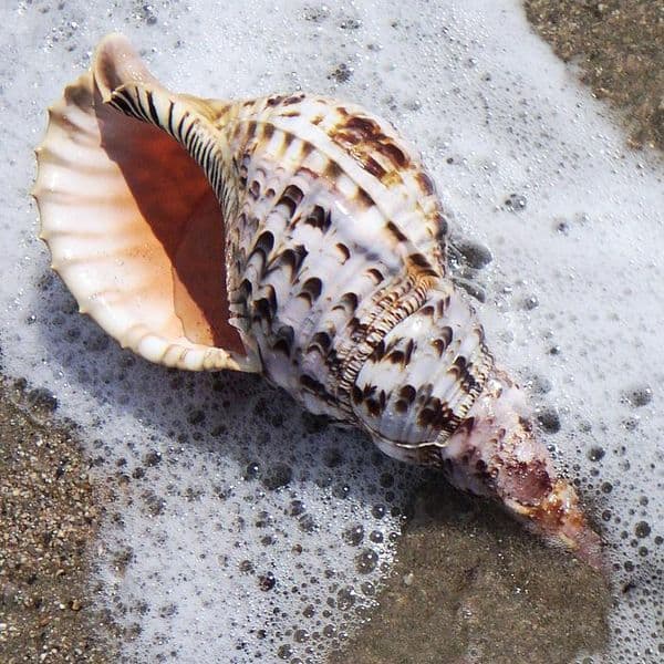 Trumpet Triton Shell | Charonia Trionis | Beach Shells