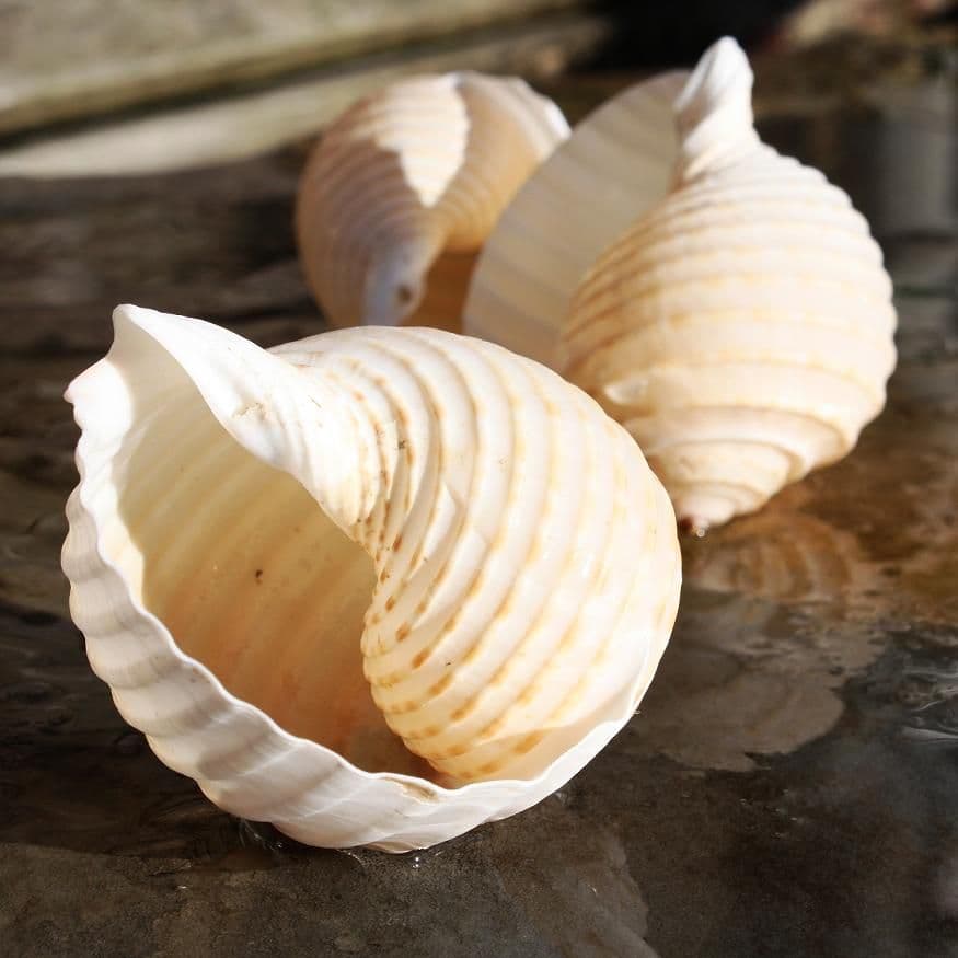 Tun Allium Seashell | Beach Shells