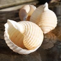 Tun Allium Seashell | Beach Shells