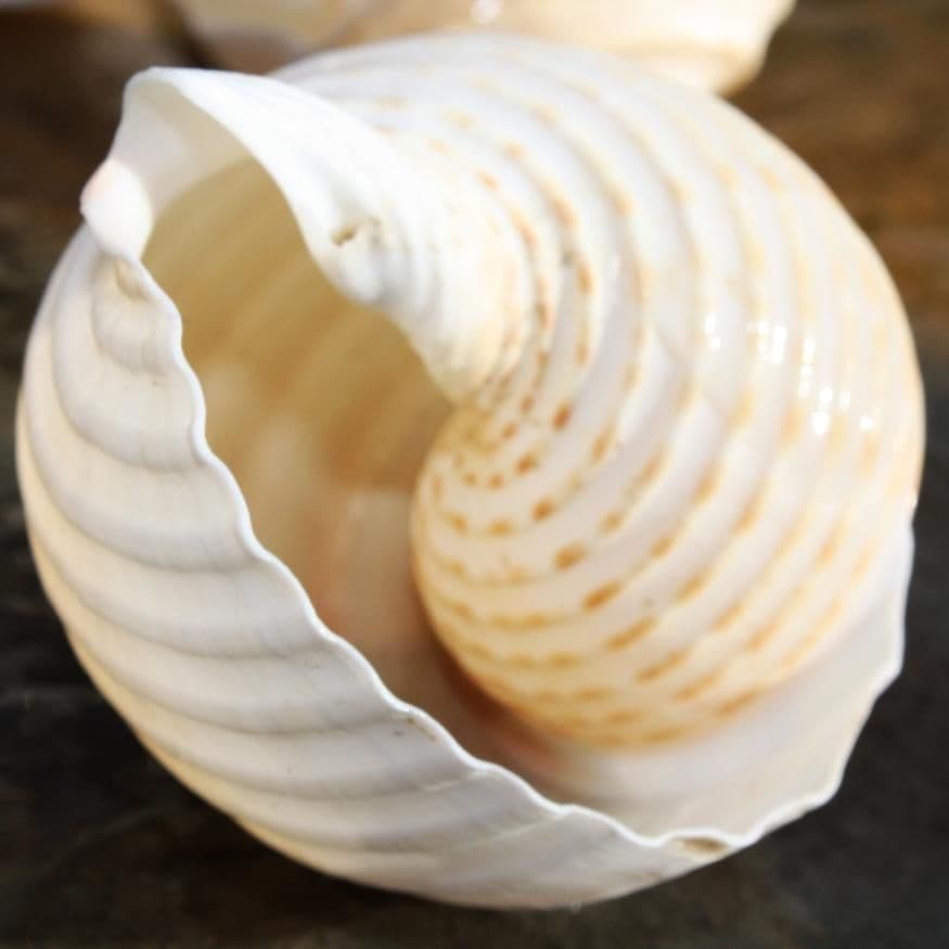 Tun Allium Seashell | Beach Shells