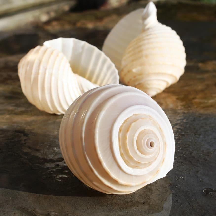 Tun Allium Seashell | Beach Shells