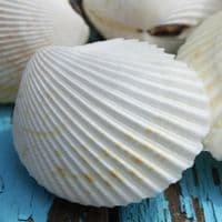 Vasticardium Cockle Shell | Vasticardium Angulatum | Beach Shells