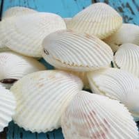 Vasticardium Cockle Shell | Vasticardium Angulatum | Beach Shells