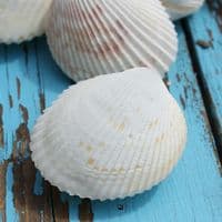 Vasticardium Cockle Shell | Vasticardium Angulatum | Beach Shells