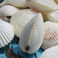 Vasticardium Cockle Shell | Vasticardium Angulatum | Beach Shells