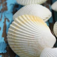Vasticardium Cockle Shell | Vasticardium Angulatum | Beach Shells
