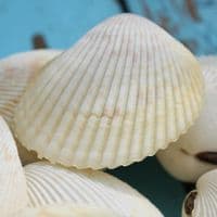 Vasticardium Cockle Shell | Vasticardium Angulatum | Beach Shells