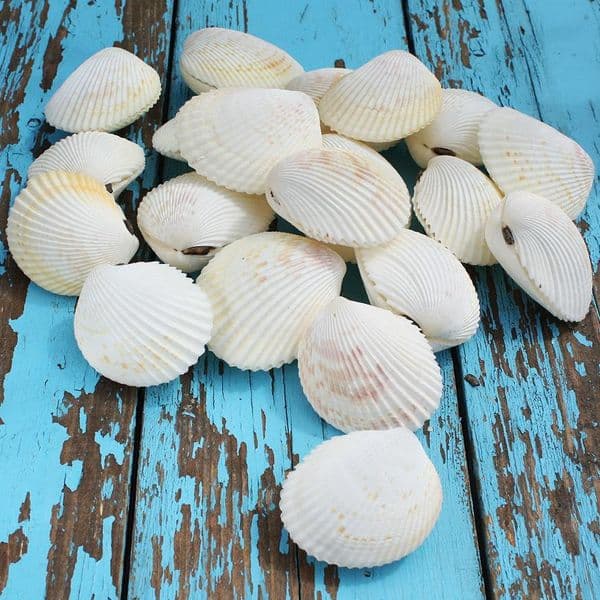 Vasticardium Cockle Shell | Vasticardium Angulatum | Beach Shells