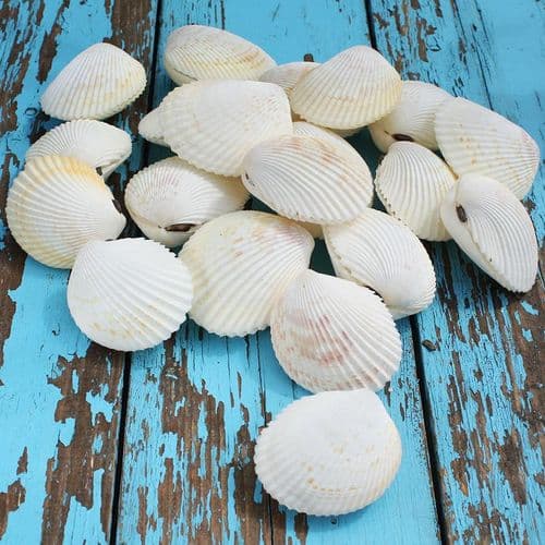 Vasticardium Cockle Shell